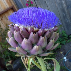 I always wanted a blooming artichoke 